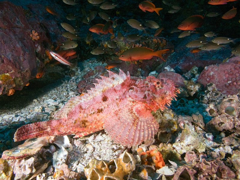 Un magnifico esemplare adulto di scorfano immortalato sul fondale marino.
